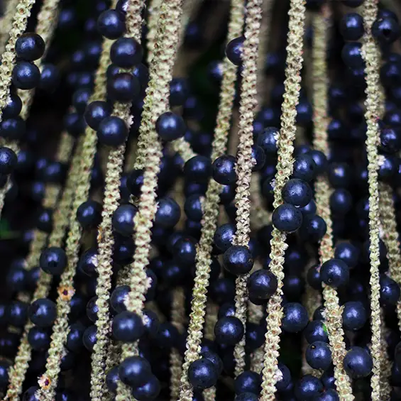 Açaí berries still on their panicles, or branches.