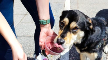 Bring Your Furry Friend and Grab a Pup Cup!